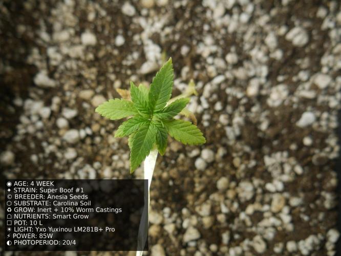 Grow of Two Thousand And Twenty-Two. Week 4