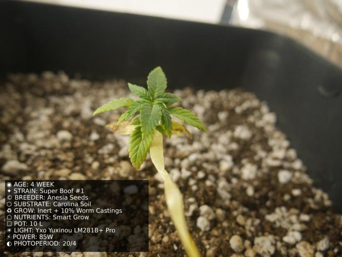Grow of Two Thousand And Twenty-Two. Week 4
