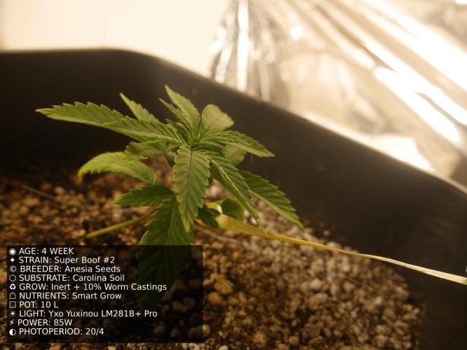 Grow of Two Thousand And Twenty-Two. Week 4