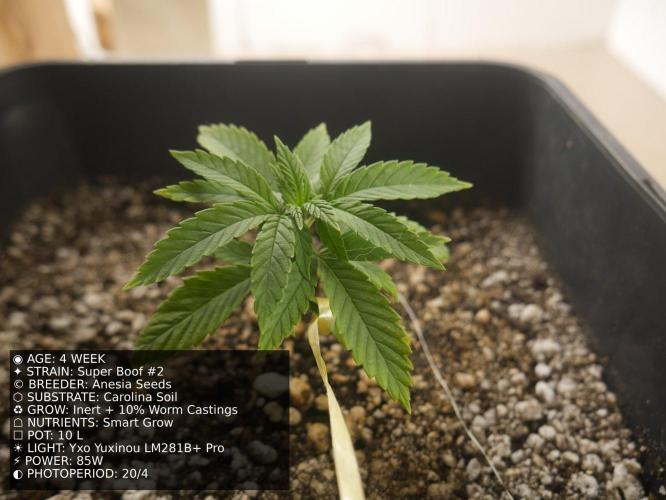 Grow of Two Thousand And Twenty-Two. Week 4