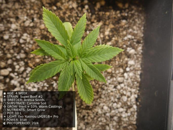 Grow of Two Thousand And Twenty-Two. Week 4