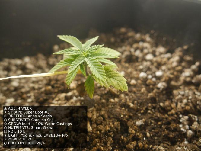 Grow of Two Thousand And Twenty-Two. Week 4