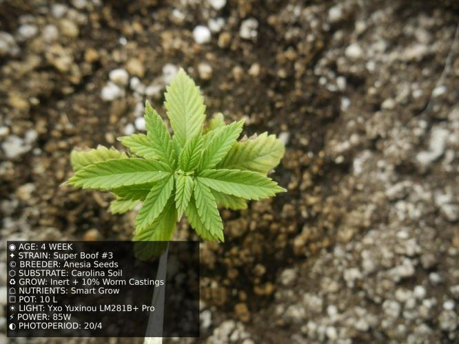 Grow of Two Thousand And Twenty-Two. Week 4