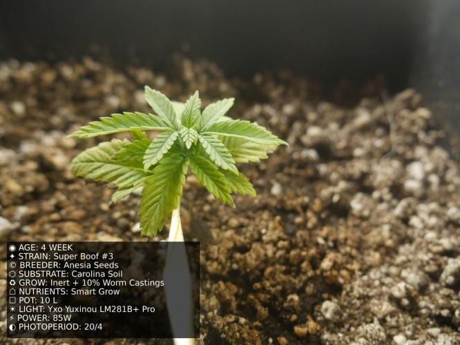 Grow of Two Thousand And Twenty-Two. Week 4