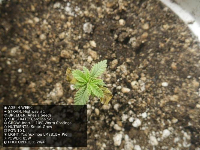 Grow of Two Thousand And Twenty-Two. Week 4