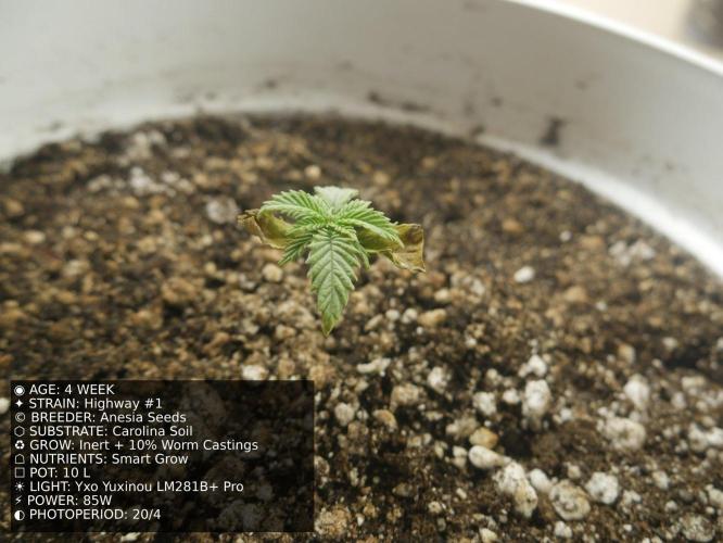 Grow of Two Thousand And Twenty-Two. Week 4