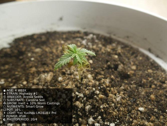 Grow of Two Thousand And Twenty-Two. Week 4