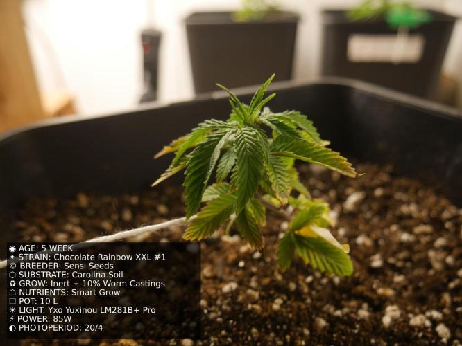 Grow of Two Thousand And Twenty-Two. Week 5