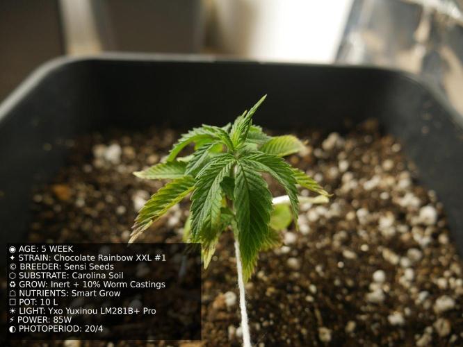 Grow of Two Thousand And Twenty-Two. Week 5