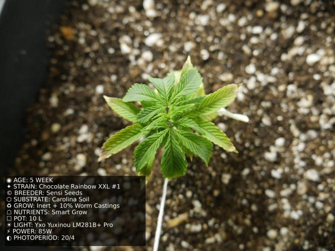 Grow of Two Thousand And Twenty-Two. Week 5