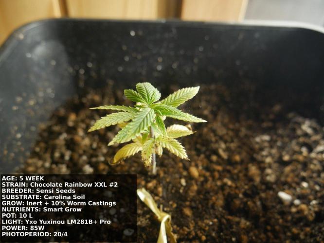 Grow of Two Thousand And Twenty-Two. Week 5