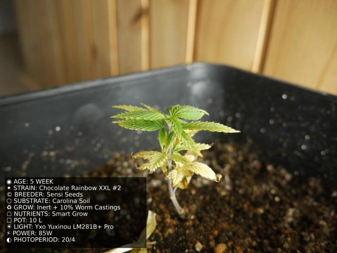 Grow of Two Thousand And Twenty-Two. Week 5