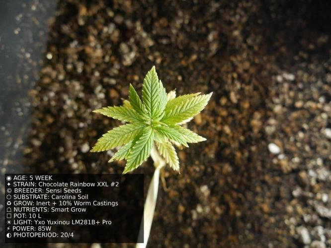 Grow of Two Thousand And Twenty-Two. Week 5