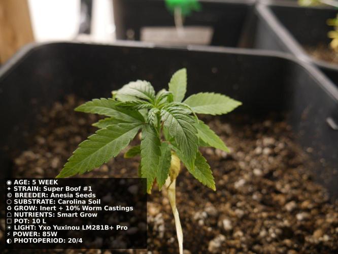 Grow of Two Thousand And Twenty-Two. Week 5