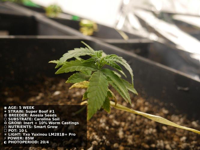 Grow of Two Thousand And Twenty-Two. Week 5