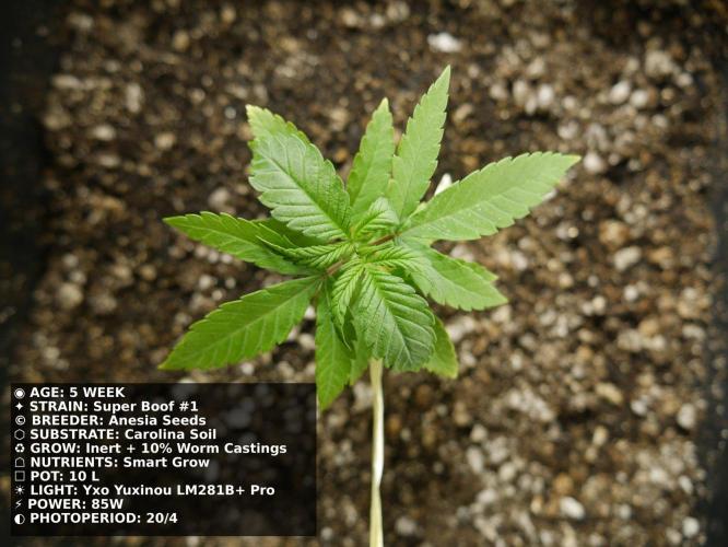 Grow of Two Thousand And Twenty-Two. Week 5