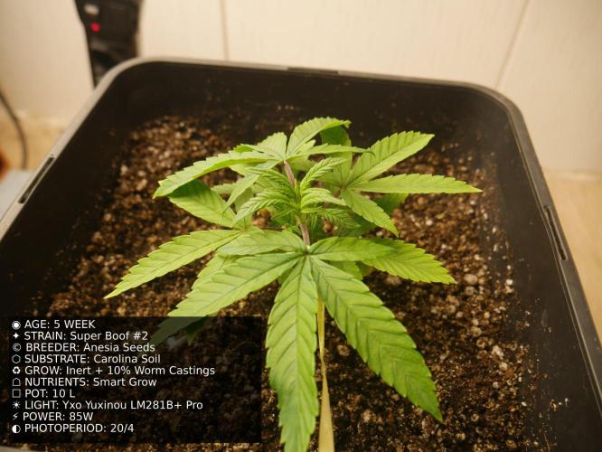 Grow of Two Thousand And Twenty-Two. Week 5