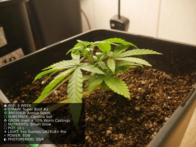 Grow of Two Thousand And Twenty-Two. Week 5