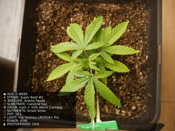 Grow of Two Thousand And Twenty-Two. Week 5