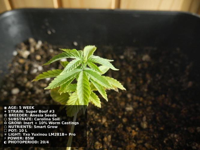 Grow of Two Thousand And Twenty-Two. Week 5