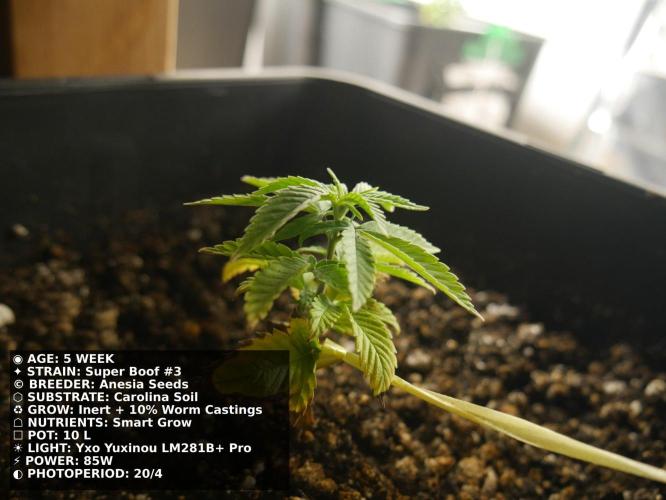 Grow of Two Thousand And Twenty-Two. Week 5
