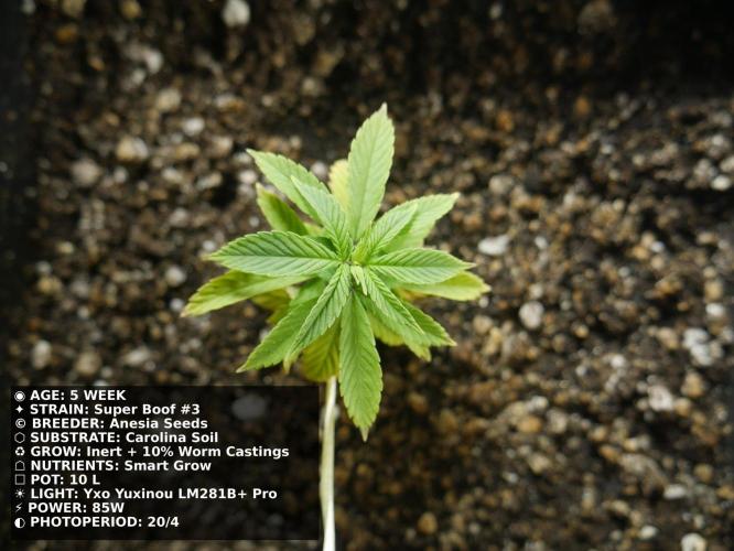 Grow of Two Thousand And Twenty-Two. Week 5