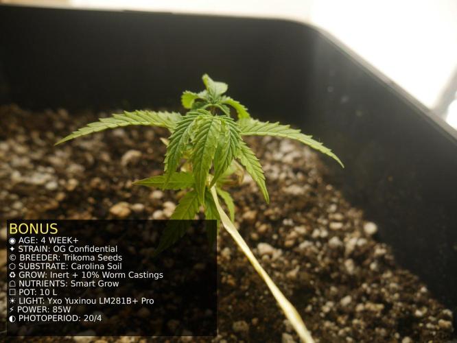 Grow of Two Thousand And Twenty-Two. Week 4