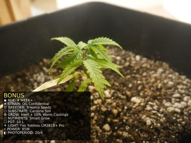 Grow of Two Thousand And Twenty-Two. Week 4