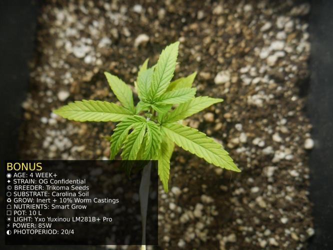 Grow of Two Thousand And Twenty-Two. Week 4
