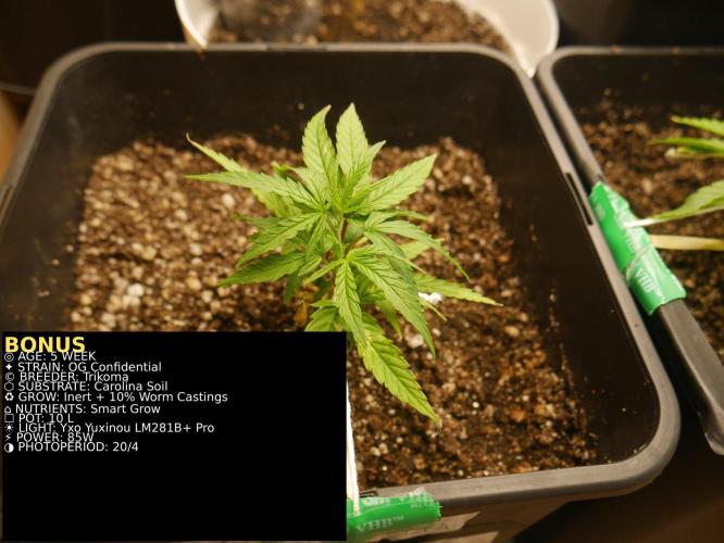 Grow of Two Thousand And Twenty-Two. Week 5
