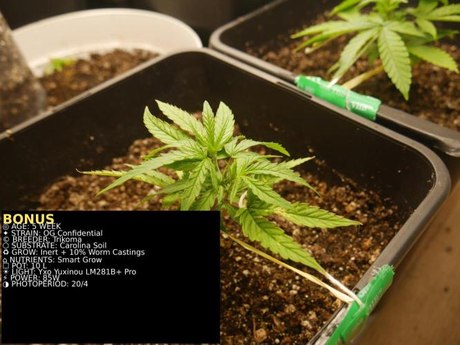 Grow of Two Thousand And Twenty-Two. Week 5