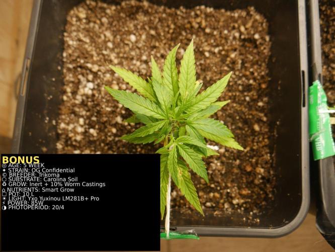 Grow of Two Thousand And Twenty-Two. Week 5