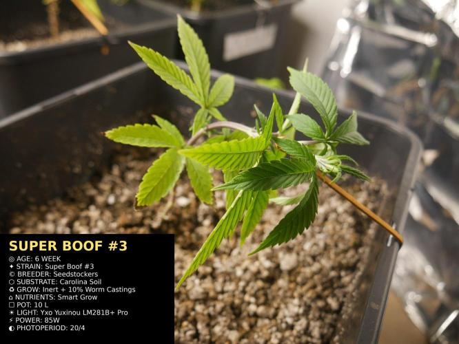 Grow of Two Thousand And Twenty-Two. Week 6