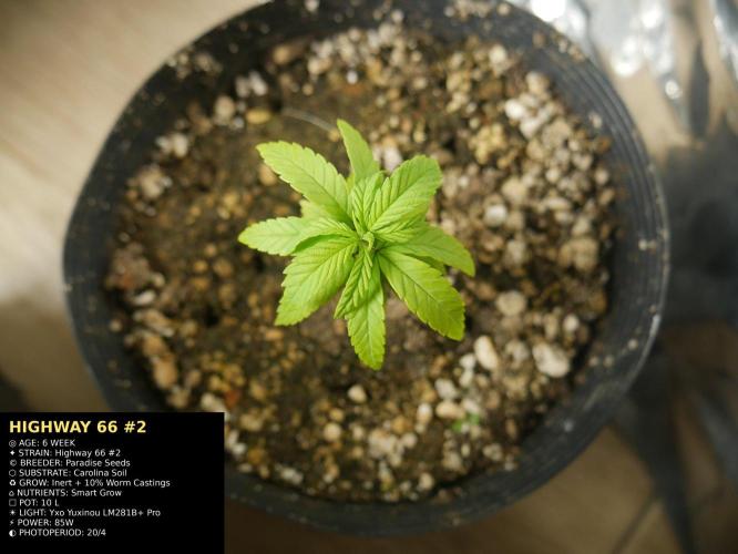 Grow of Two Thousand And Twenty-Two. Week 6