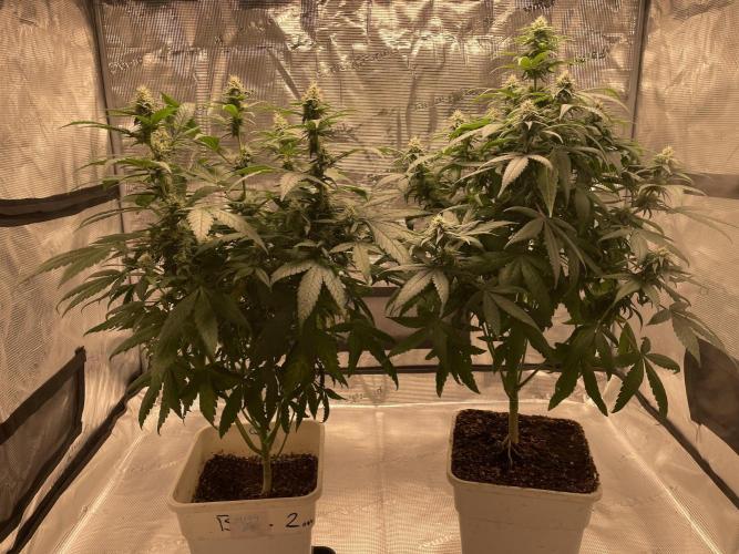 Critical Mass. Week 14