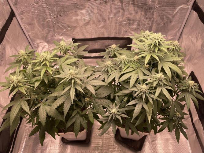 Critical Mass. Week 14