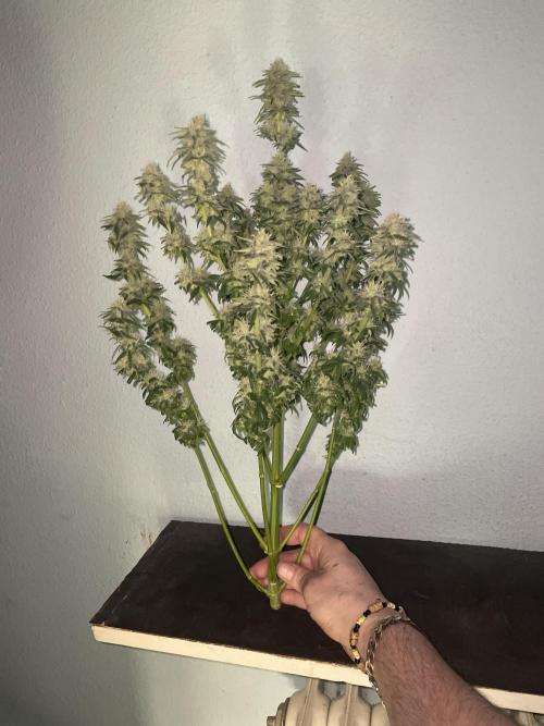 Critical Mass. Week 14