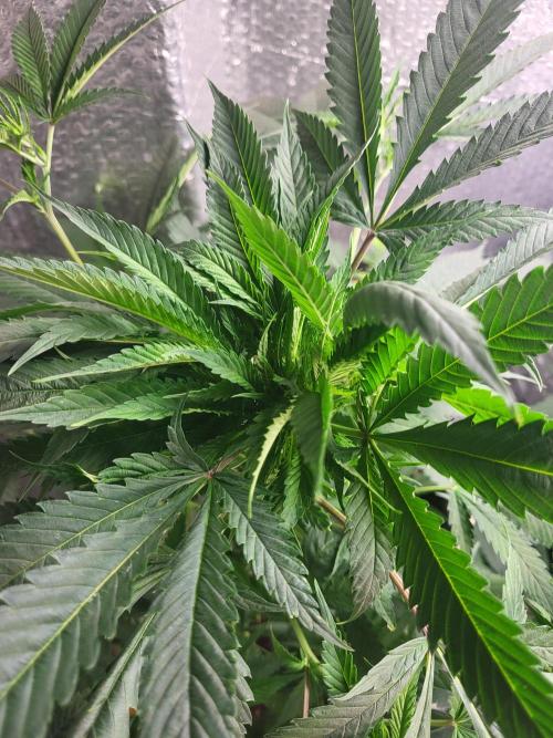 gelatto 44. Week 1