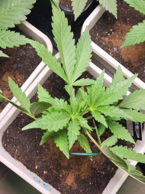 autos fast buds starter pack. Week 3