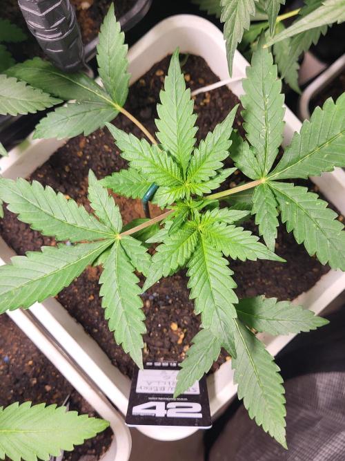 autos fast buds starter pack. Week 3