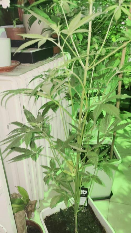 autos fast buds starter pack