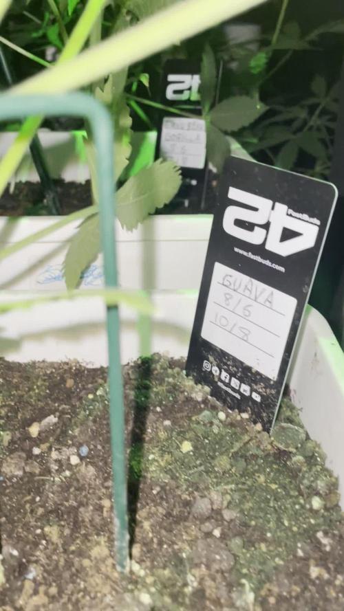 autos fast buds starter pack