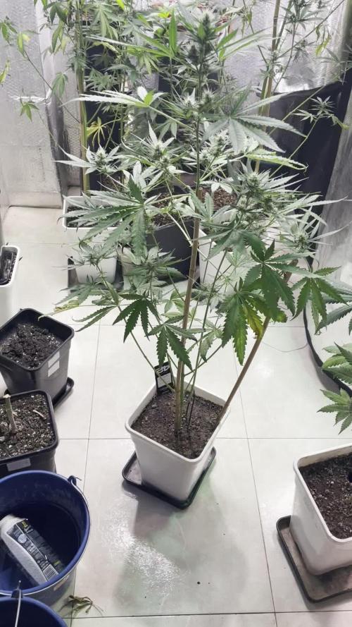 autos fast buds starter pack