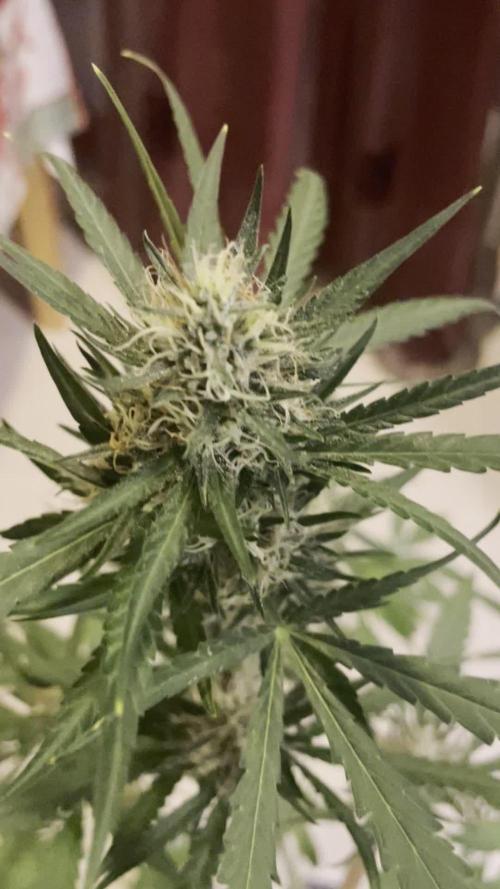 autos fast buds starter pack