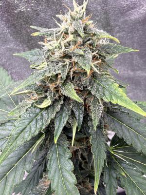 Comment by Wayneshrubs photo #1