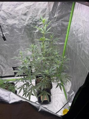 Comment by RedbudGenetics photo #1