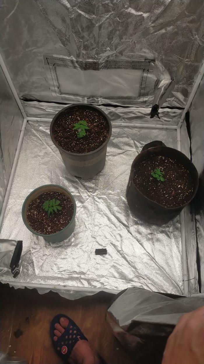 #1 Vietnamese x kush. Week 0 - Tôi dùng clone