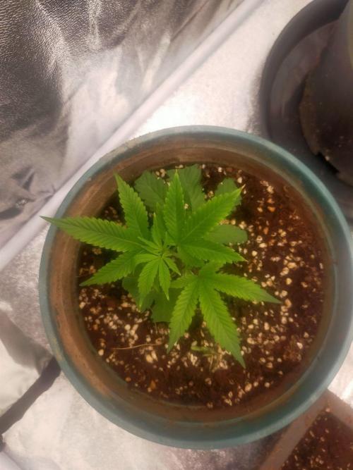 #1 Vietnamese x kush. Week 1