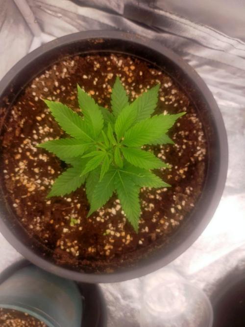 #1 Vietnamese x kush. Week 1