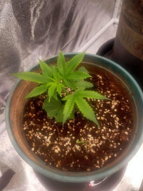 #1 Vietnamese x kush. Week 1